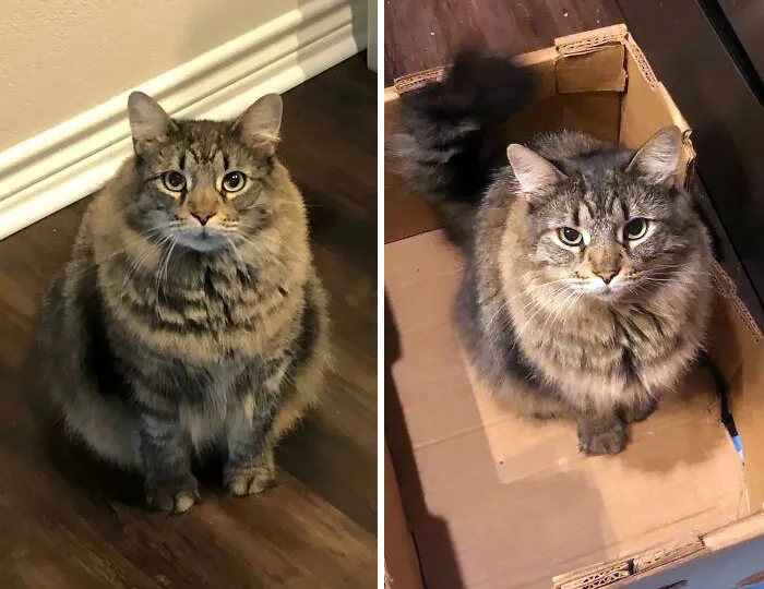 We Just Hit Our End Of The Year Goal! My Little Meatball Lost 20% Of Her Body Weight This Year. We Have Maybe One More Pound To Go