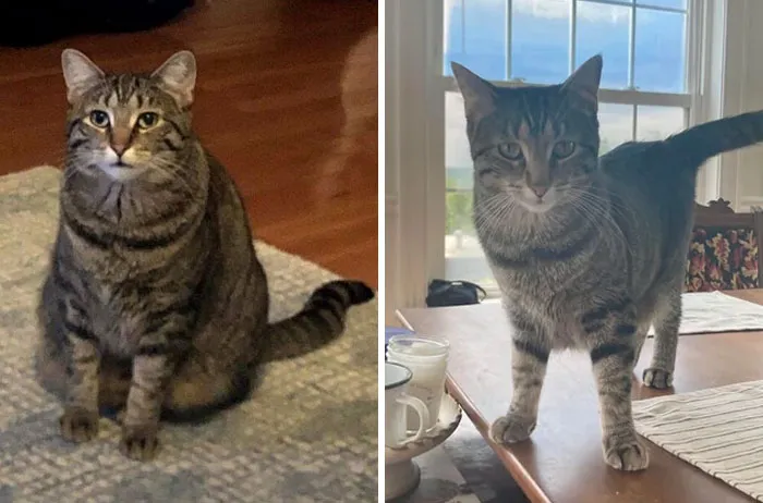 Petite Girls Can Dechonk Too