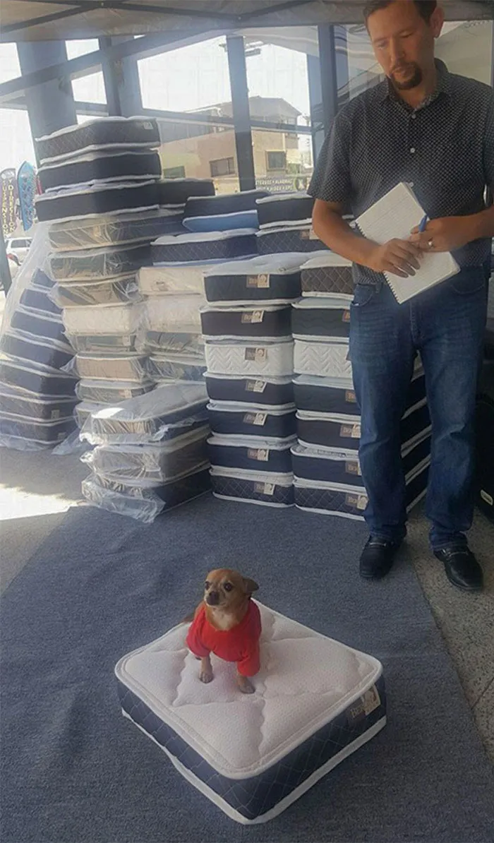 En esta tienda te dan un colchoncito para tu perro al comprar uno normal