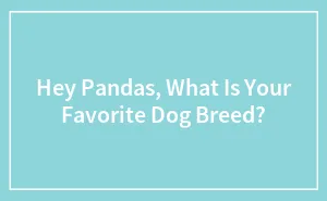 Hey Pandas, What Is Your Favorite Dog Breed?