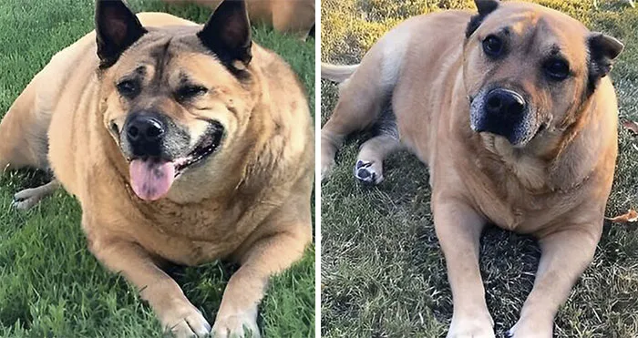 The Perfect Guide For Imperfect Dog Owners