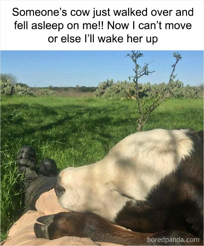 Cows Will Be Your Friend If You Treat Them Nicely