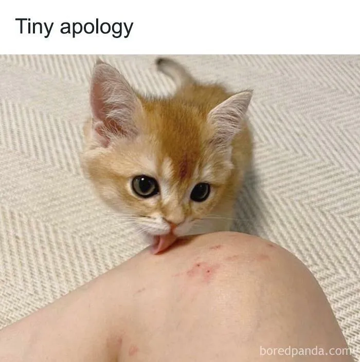 50 Cat Memes Any Cat Lover Would Appreciate