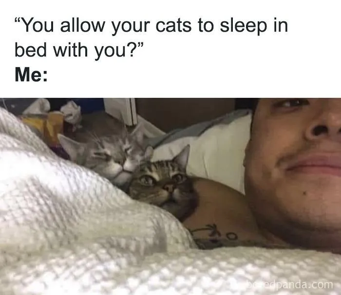 50 Cat Memes Any Cat Lover Would Appreciate