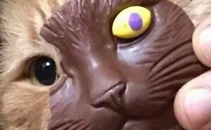 50 Cat Memes Any Cat Lover Would Appreciate