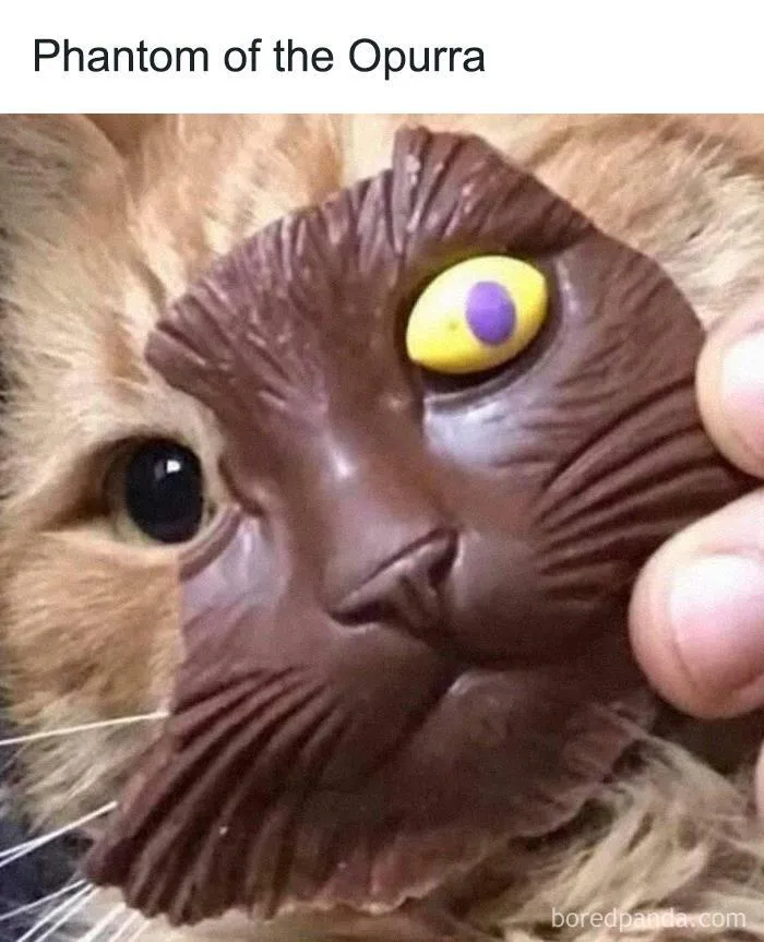 50 Cat Memes Any Cat Lover Would Appreciate