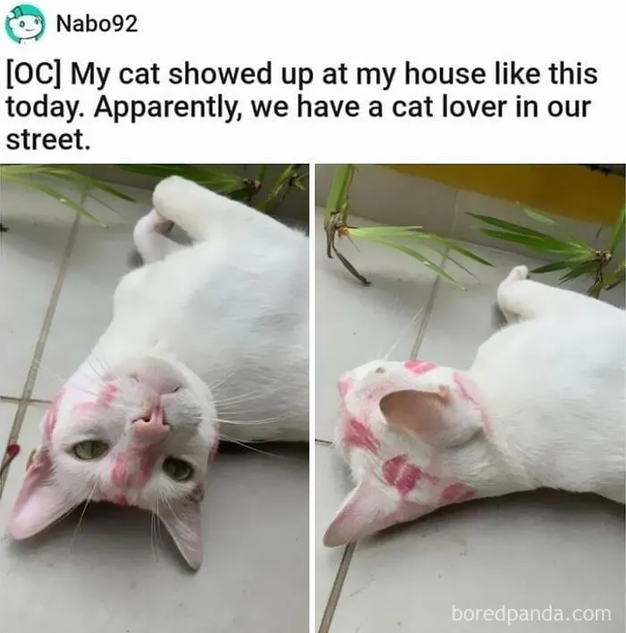 50 Cat Memes Any Cat Lover Would Appreciate