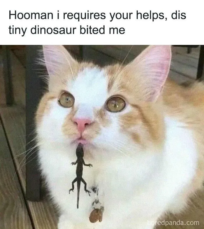 50 Cat Memes Any Cat Lover Would Appreciate