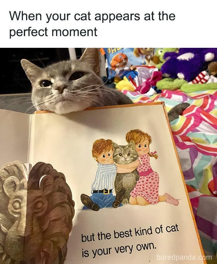 50 Cat Memes Any Cat Lover Would Appreciate