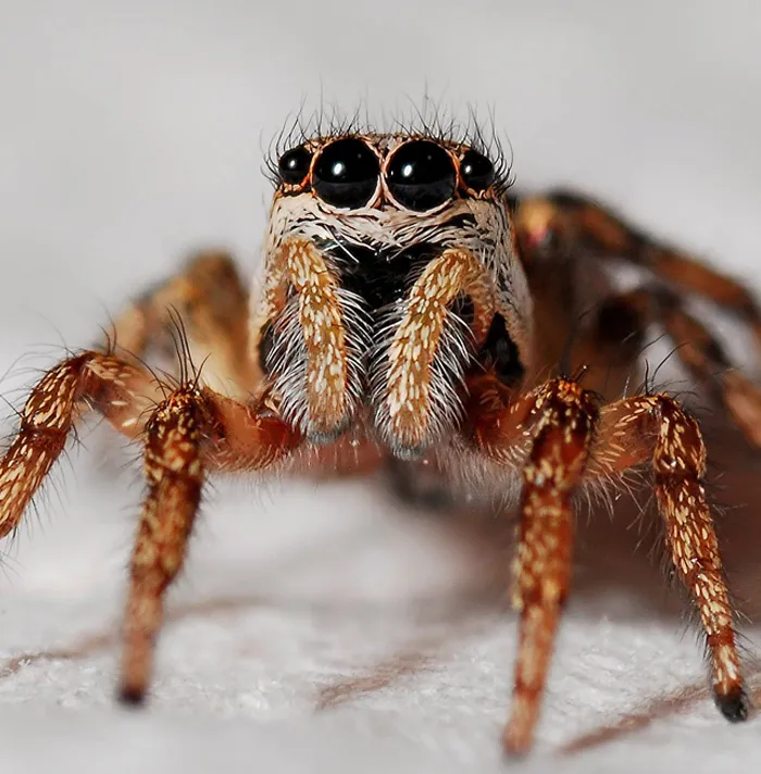 99 Scary Facts That Will Give You The Heebie-Jeebies