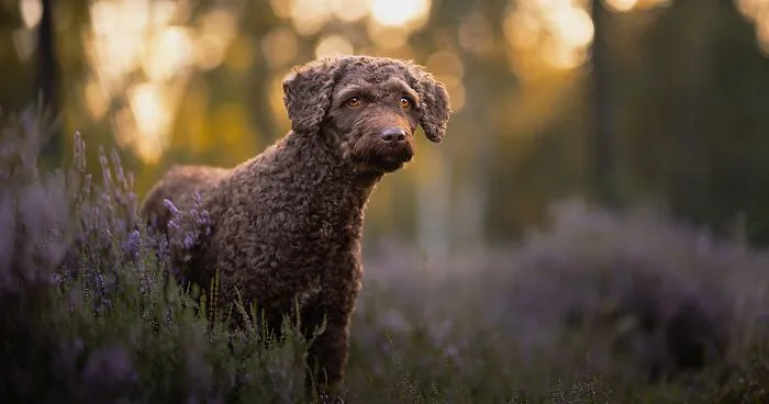 I Am A Dog Photographer Who Strives To Capture Each Dog's Personality (28 New Pics)