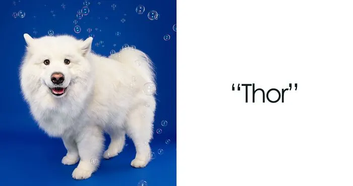 14 Pics Of Playful Dogs Chasing Soap Bubbles I Took