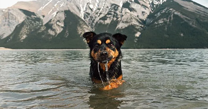 I Photographed 12 Dogs In Banff National Park And Captured Their Love For Adventure
