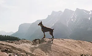 I Photographed 12 Dogs In Banff National Park And Captured Their Love For Adventure