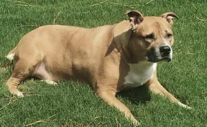 TikTok User Shared Emotional Last Day With Her Dog, Touched Almost 10 Million People Online