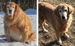 50 Cutest De-Chonker Pics And Stories That Are Absolutely Inspiring