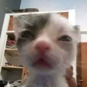 D0C
