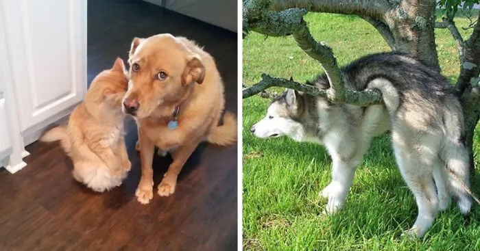 16 Photos Of Dogs That Are Not Guilty At All