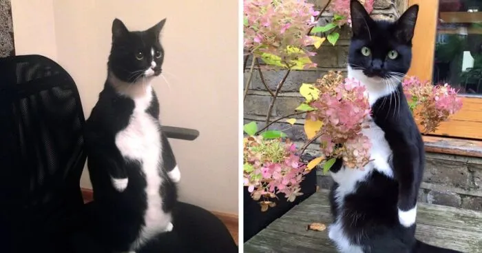 19 Funny Photos Proving That Cats Are Basically Just Feline Penguins