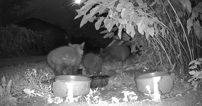 I Captured On Video Stray Animals That Come To My Backyard For Left Out Cat Food And Water