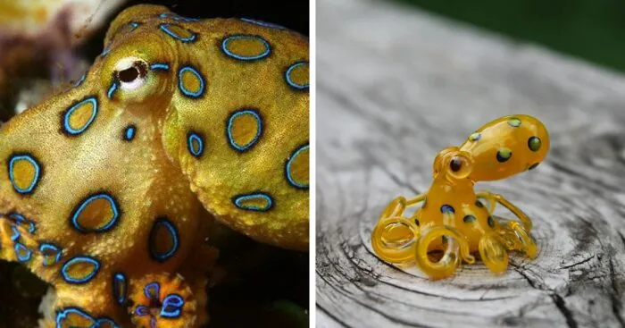 I Made Glass Octopus Inspired By The Blue-Ringed Beauty (5 Pics)