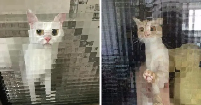 21 Funny Photos Of “Low-Resolution” Cats Behind Pixelated Glass Doors