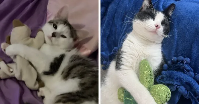 Hey Pandas, Post A Picture Of Your Pet Cuddling With A Plushie (Closed)