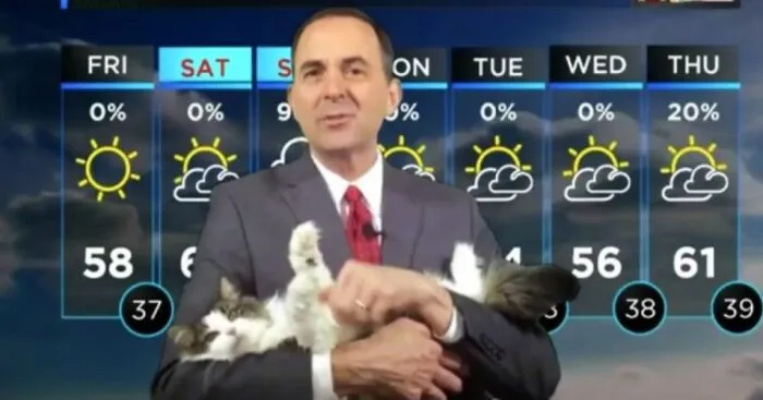 This Kitty Went Viral After Bombing Her Meteorologist Dad’s At-Home Forecast