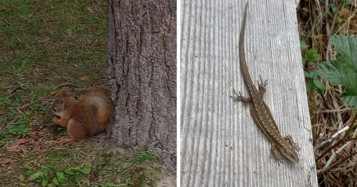 Hey Pandas, Share Pictures Of Animals You've Caught In The Wild