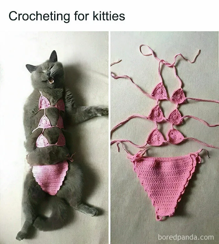 50 Perfectly Accurate Pics And Memes That Capture What It's Like Living With Cats