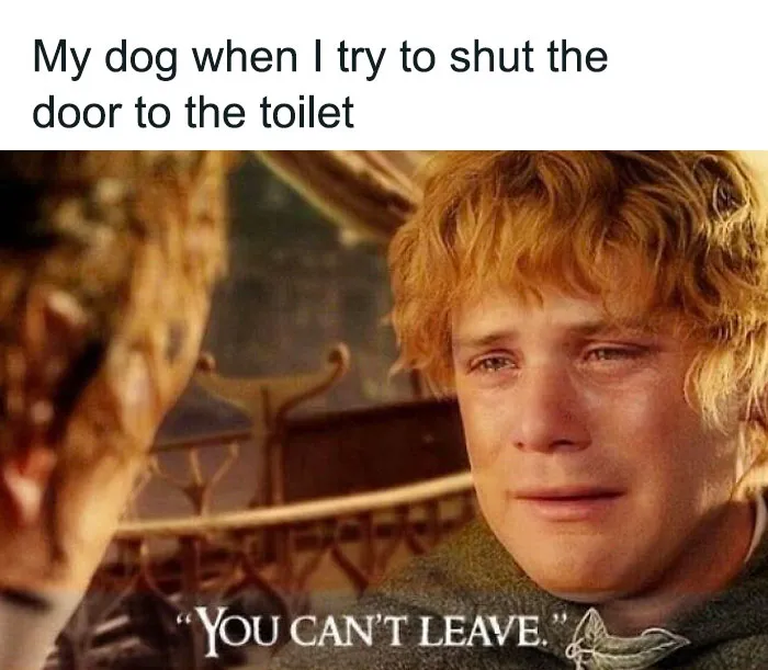 Lord of the Rings meme with a crying character and humorous caption about a dog and a toilet.