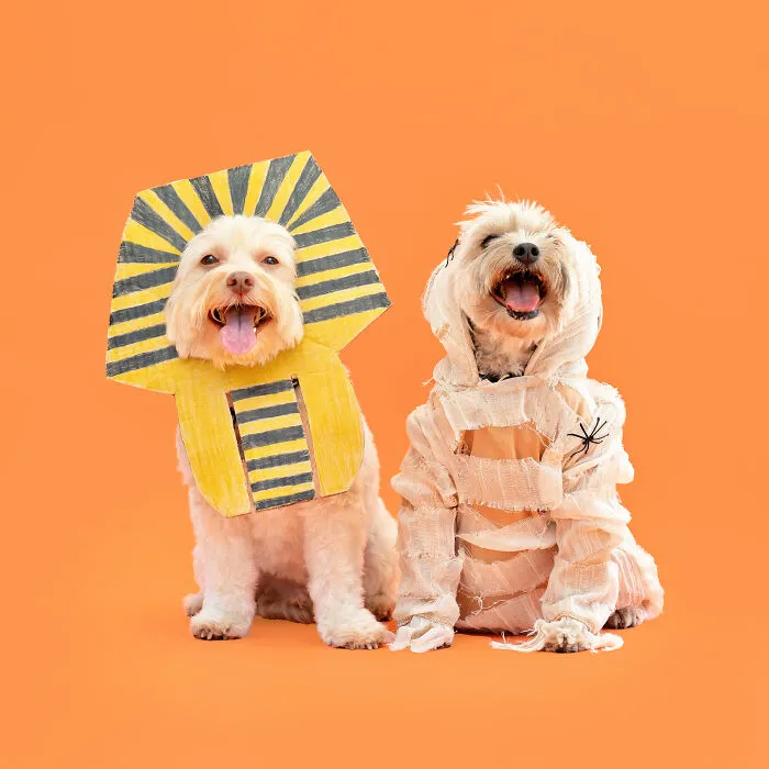 Sphinx And A Mummy