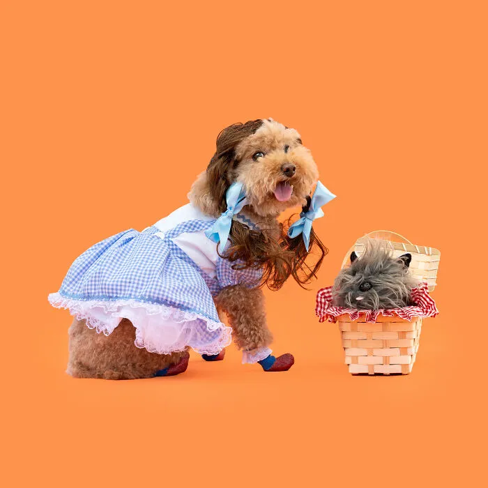 Dorothy From Wizard Of Oz