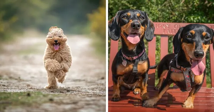 “Happy Tongue Out Dog Series”: I Took 12 Photos Of Dogs, And Here's The Result