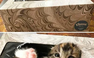50 Cat Memes That May Make You Wish You Could Tag Your Kitty