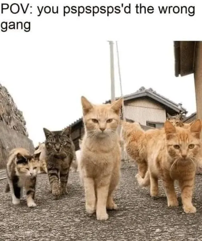 Hilarious-Cat-Jokes-Memes