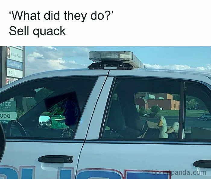 Police car with duck toys inside, captioned "What did they do? Sell quack." Perfect for pun enthusiasts.