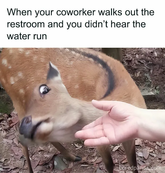 Deer making a funny face as a hand reaches toward it; work meme humor about bathroom habits.