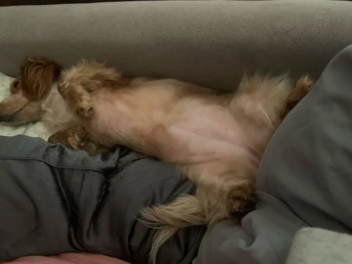 Lakoda Snuggled In Her Couch Being Bothered With Love!