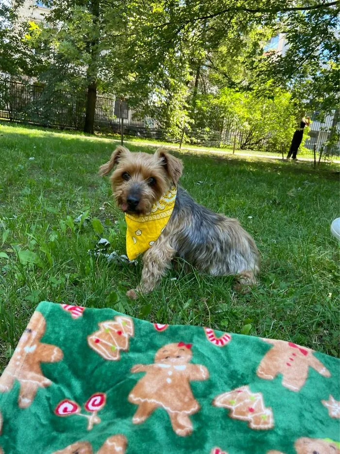 A Picnic With This Individual (Sometimes We Meet His Friends Too)