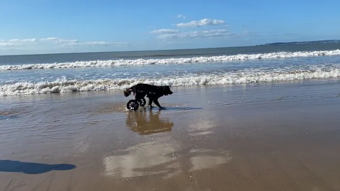 When My Newly Disabled Dog First Took Off At The Beach In His New Wheels