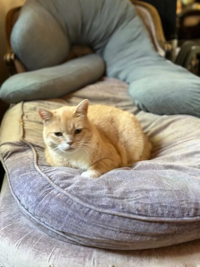 She Is Fancy