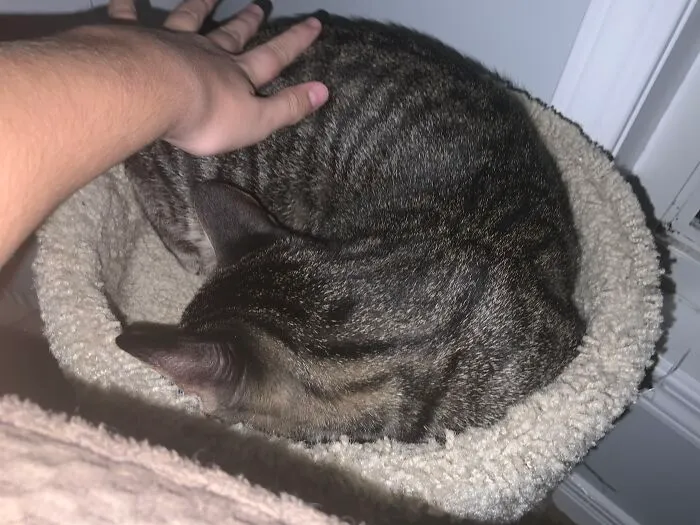 This Is Bean