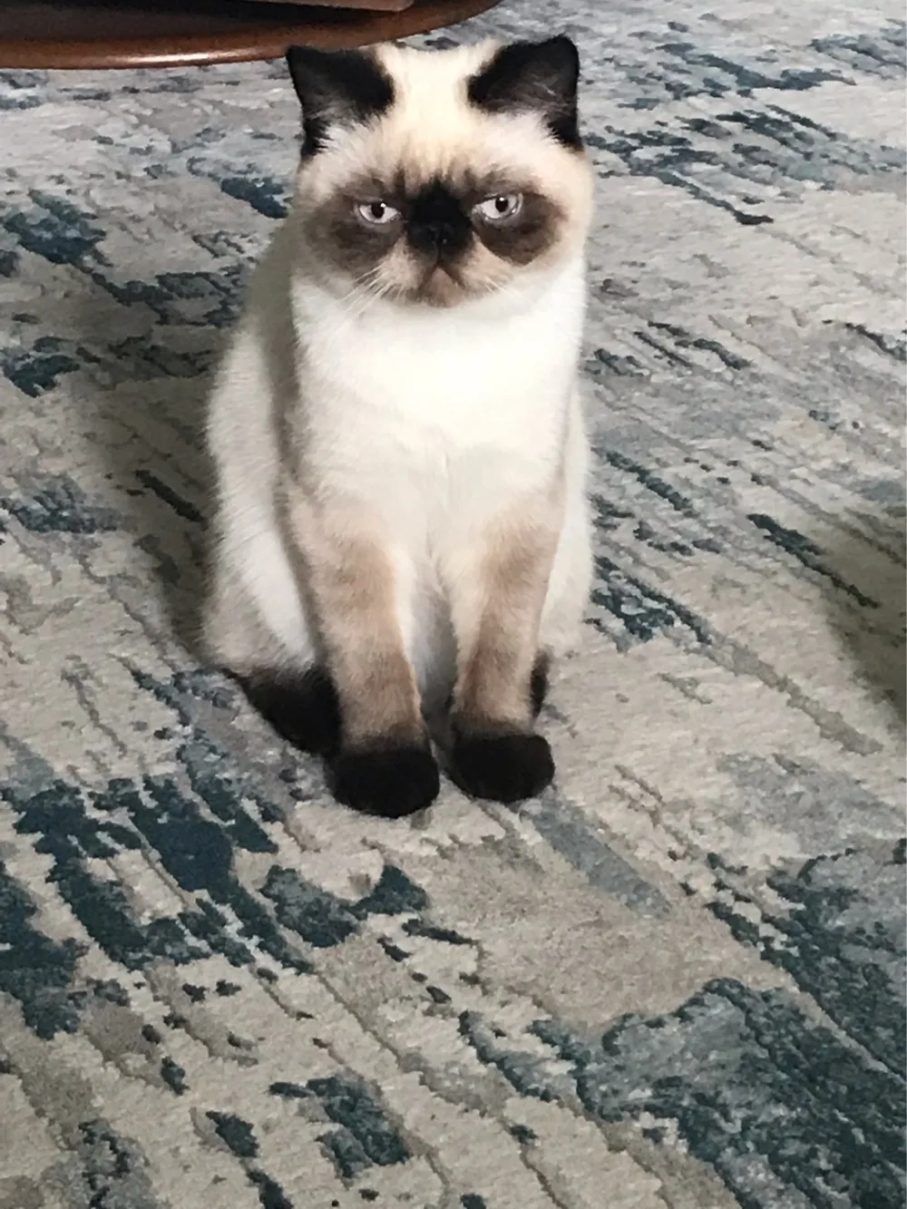 Henry The Cat 🐈