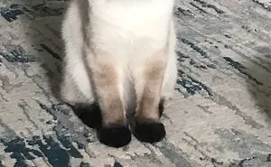 Henry The Cat 🐈