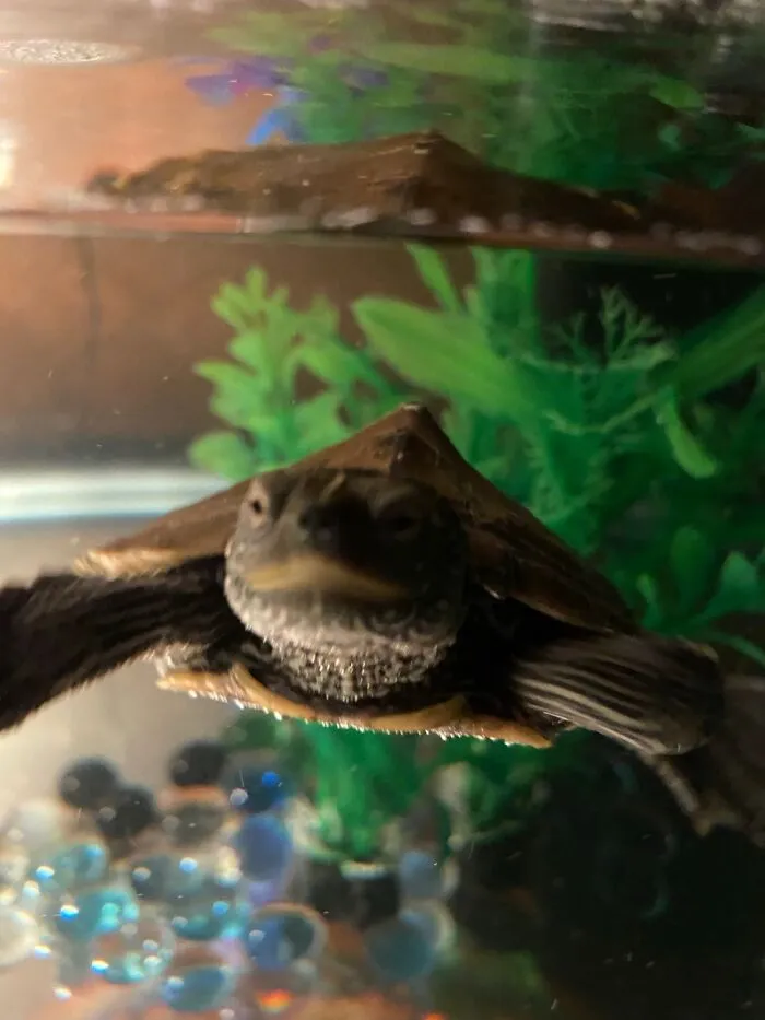Shelly