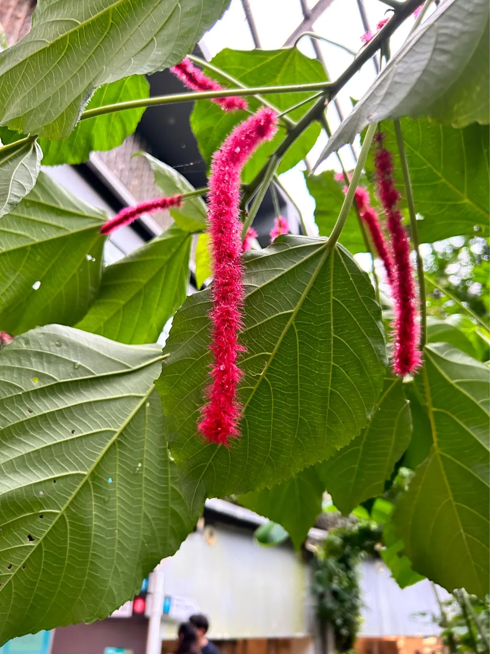 Astonishing Plants