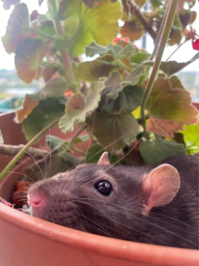 Flower Princess