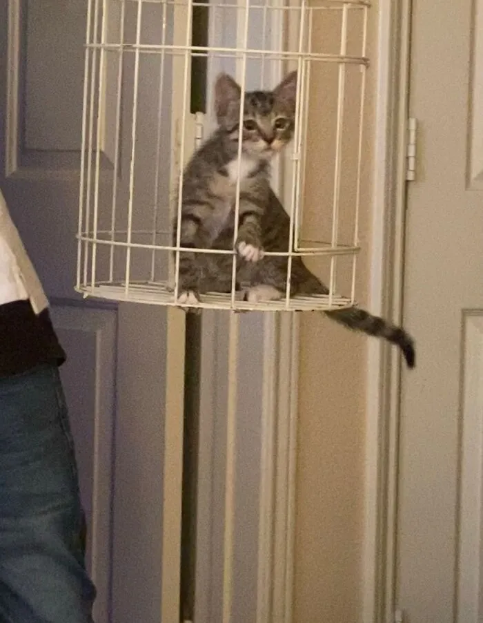 A New Breed Of Bird. Ladies & Gentlemen, Meet Tj
