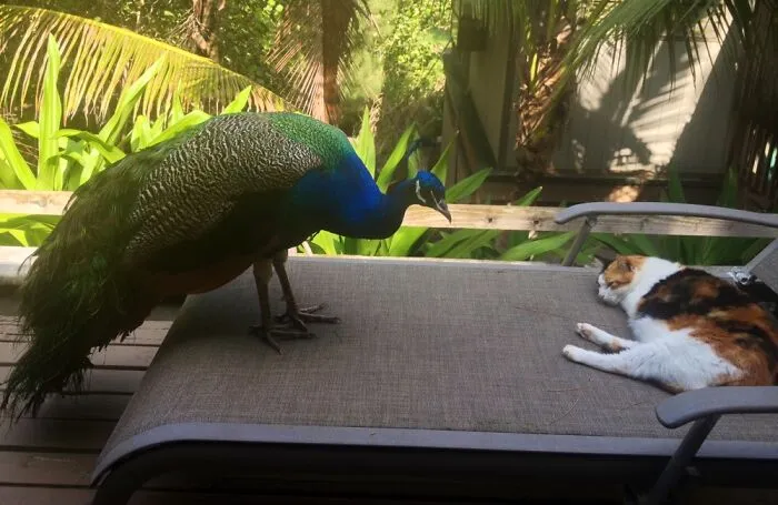Another Photo Of A Wild Peacock At My House In Hawaii For Those Who Don’t Think They Live Wild